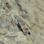 Macroglossum stellatarum