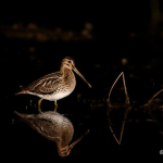 Gallinago gallinago