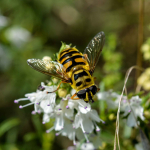 Myathropa florea