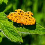 Pseudopanthera macularia