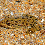 Pelophylax ridibundus