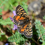 Melitaea transcaucasica