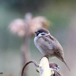 Passer montanus