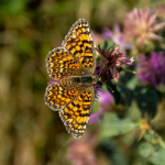 Melitaea phoebe