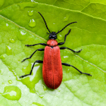 Pyrochroa coccinea