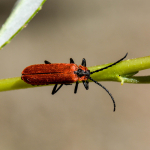 Lygistopterus sanguineus