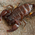 Euscorpius mingrelicus