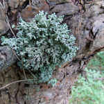 Hypogymnia tubulosa