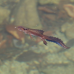 Ommatotriton ophryticus