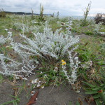 Otanthus maritimus