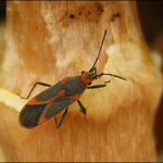 Caenocoris nerii