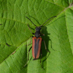 Anastrangalia dubia