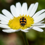 Coccinula quatuordecimpustulata