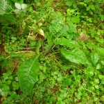 Pulmonaria dacica