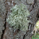 Ramalina farinacea