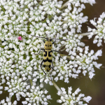 Chlorophorus varius