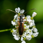 Alosterna tabacicolor