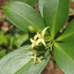 Daphne pontica