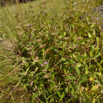 Phlomis pungens