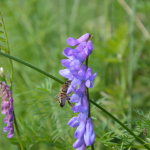 Aconitum orientale