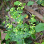 Alchemilla sericata