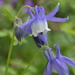 Aquilegia caucasica