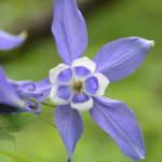 Aquilegia caucasica