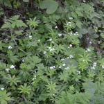 Asperula odorata