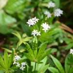 Asperula odorata