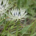 Centaurea fischeri