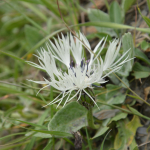 Centaurea fischeri