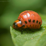 Leptinotarsa decemlineata