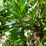 Daphne glomerata