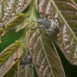 Halyomorpha halys