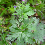 Geranium sylvaticum