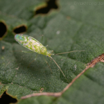 Malacocoris chlorizans