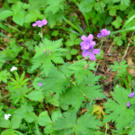 Geranium sylvaticum