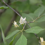 Lonicera steveniana