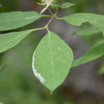 Lonicera steveniana