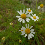 Anthemis cotula