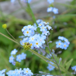 Myosotis alpestris