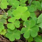 Oxalis acetosella