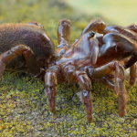 Atypus muralis