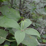 Paris quadrifolia