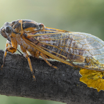 Cicadatra hyalina