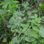 Poa nemoralis