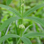 Polygonatum verticillatum