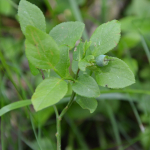 Vaccinium myrtillus