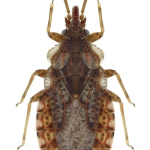 Aradus obtectus