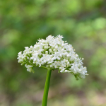 Valeriana alliariifolia